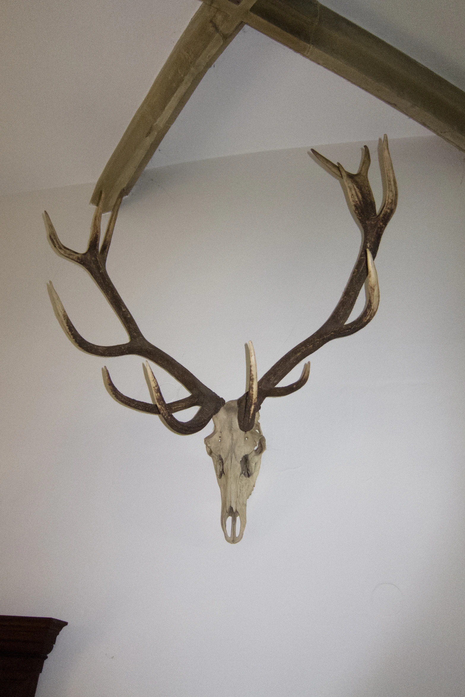 a deer's head is suspended from the ceiling