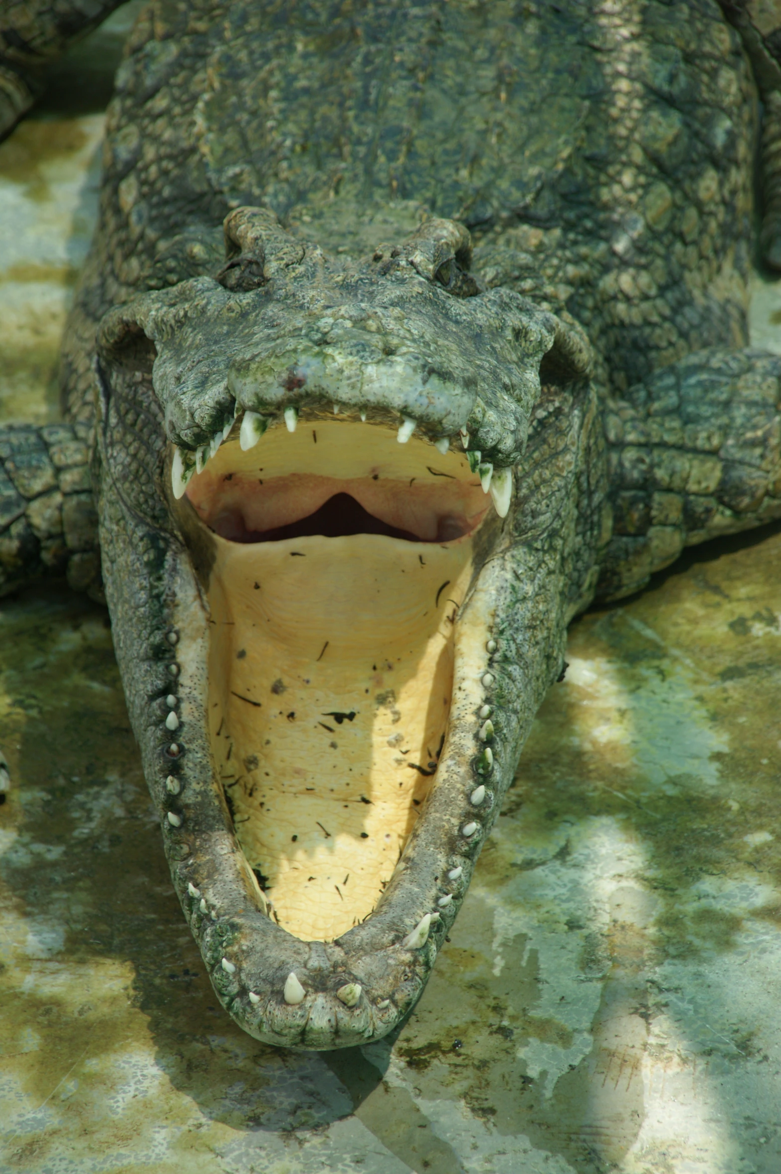 a very close up s of an alligator with its mouth open