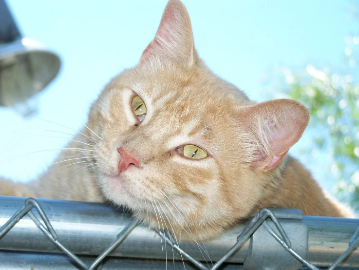 an orange cat is peering over a fence