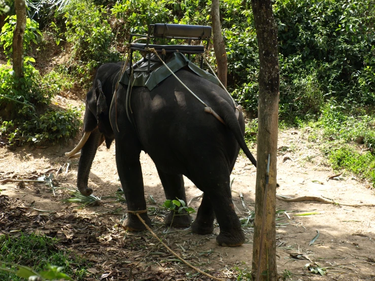 a large elephant is carrying people on its back