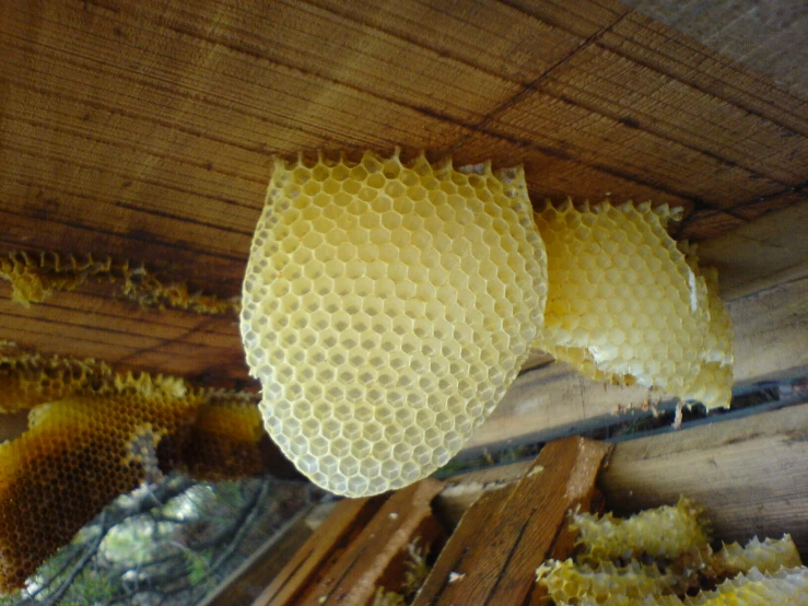 honey cells hang from a beam in a beehive