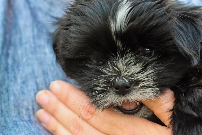 small black and gray dog in blue jeans being held by someone