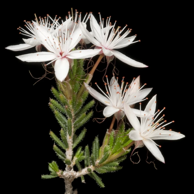 some white flowers are next to green needles