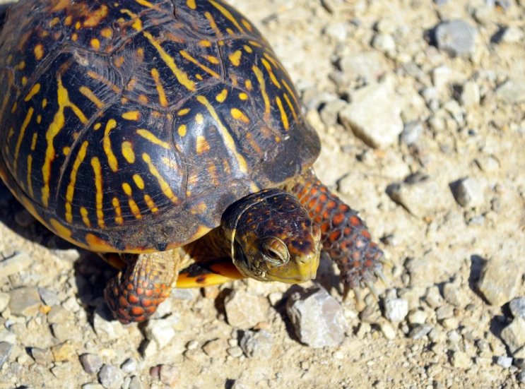 there is a turtle crossing its body