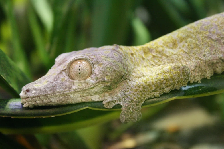 a close up of a small lizard resting on a plant