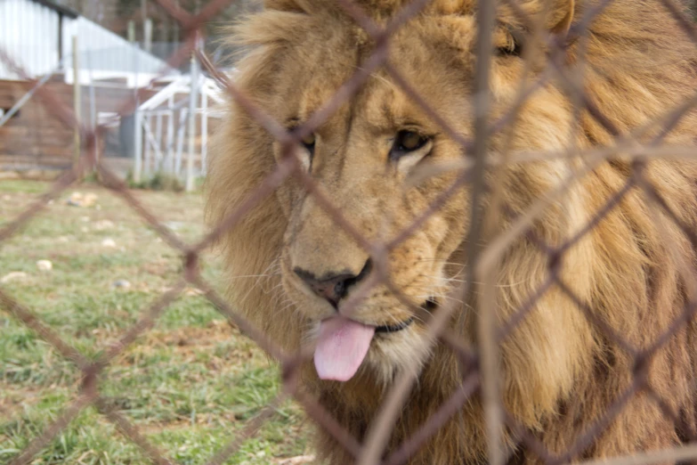 a lion with its tongue sticking out in the middle of his fence