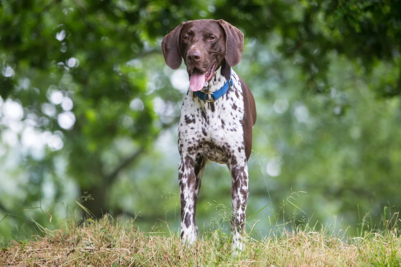 a german shorthaired pointer dog standing in the forest