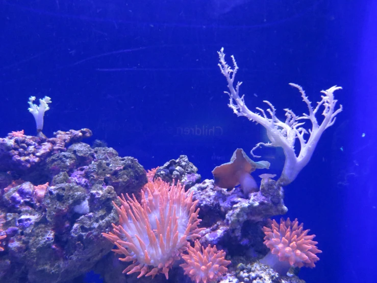 an ocean aquarium with colorful corals and fish