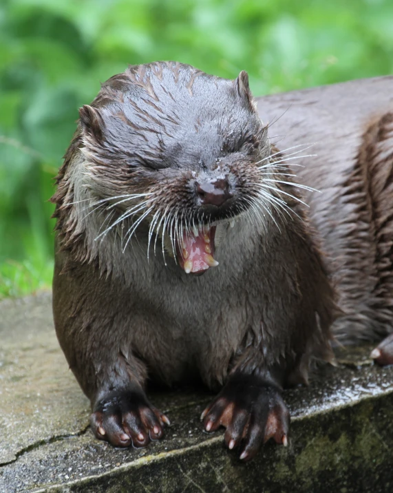 an otter with its mouth open and its tongue out