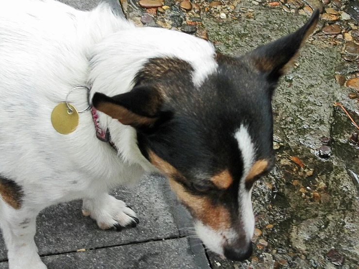 a close up of a small dog on some cement