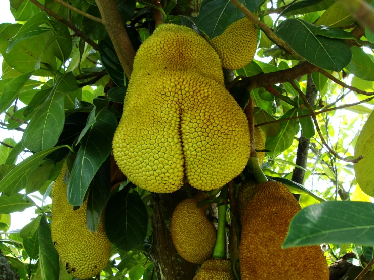 a bunch of fruit that is hanging on a tree