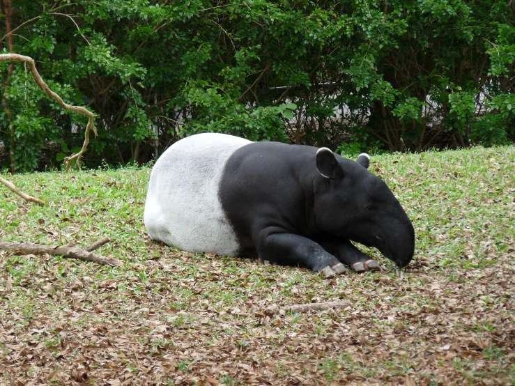 a black and white animal laying down in the grass