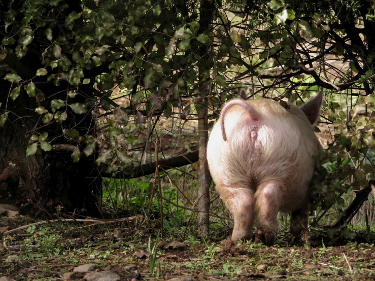a fat pig is seen in the woods