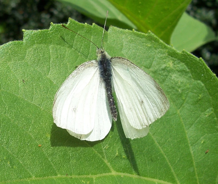 there is a very pretty white erfly on the leaf