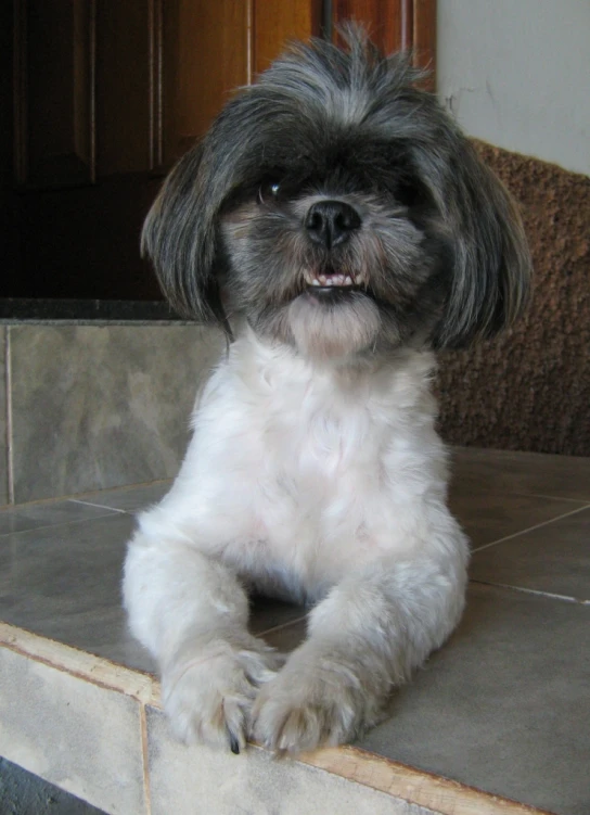 a small white and black dog is laying down