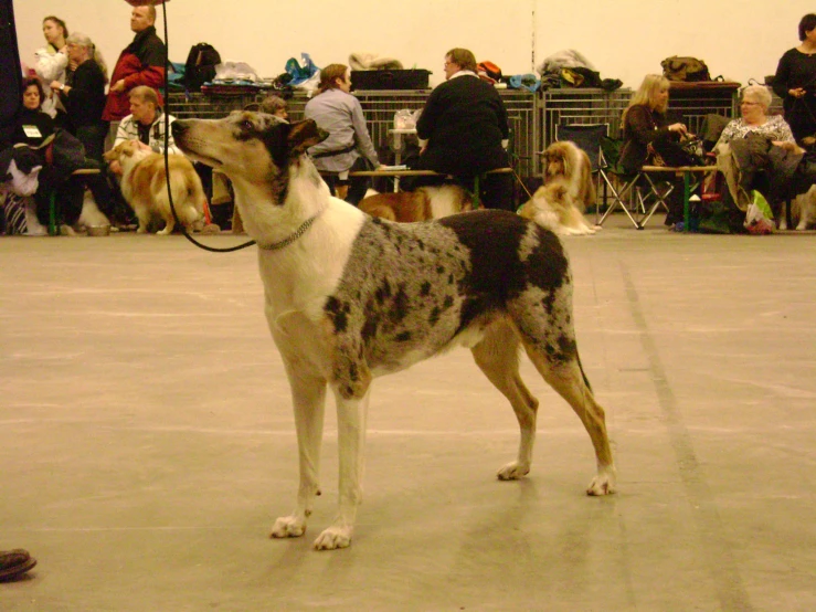 two dogs with collars stand in front of people