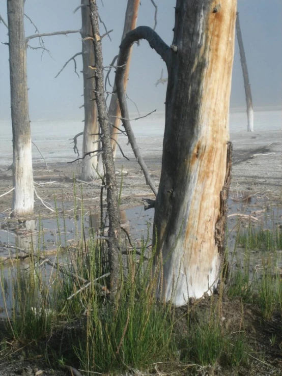 a view of a river and trees with a sky background