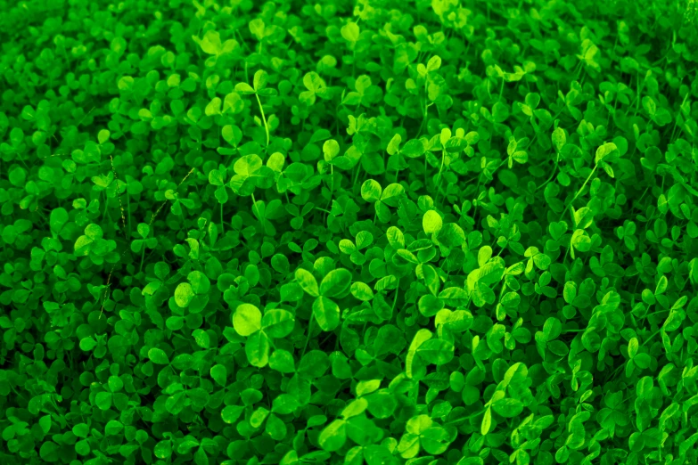 small leaves on the surface of a green ground