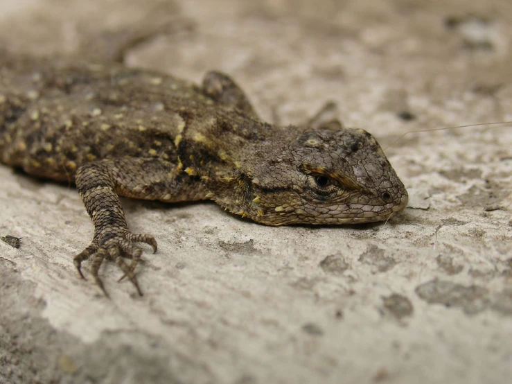 a large gray and brown gecko laying on top of cement