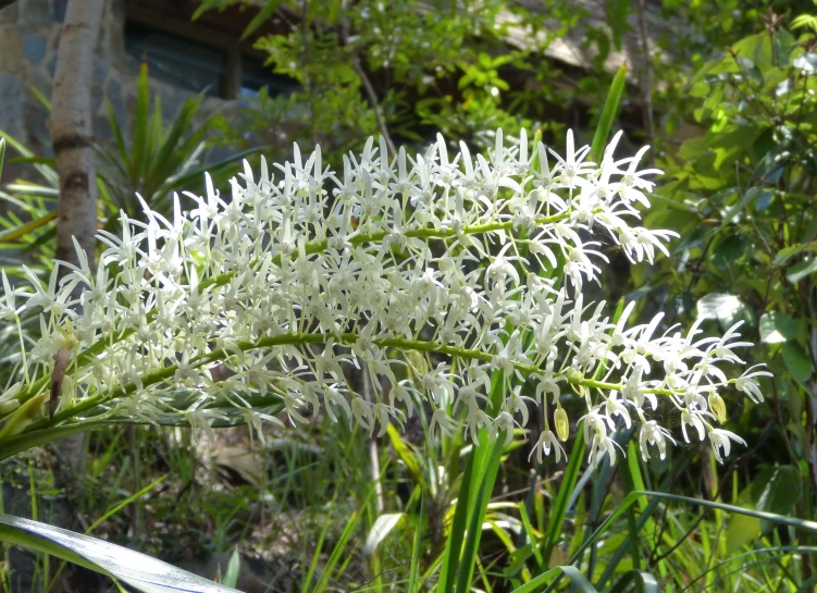 a white flower sits among the foliage in a green field