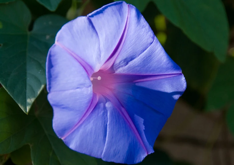 the center of a blue flower with green leaves