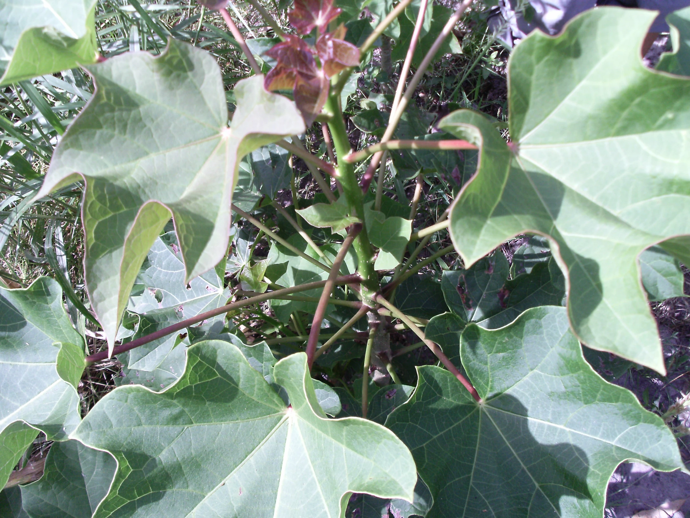 a leafy plant with water droplets on it