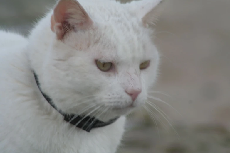an all white cat is standing with its collar on