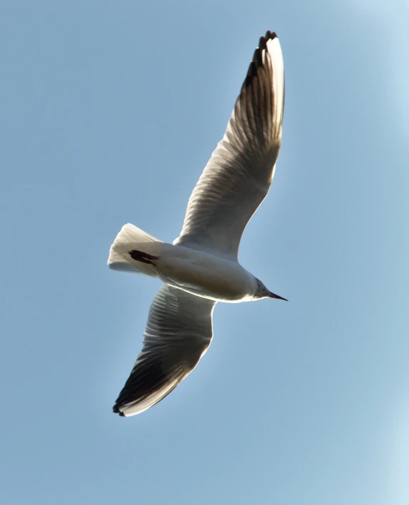 a single seagull flying in the blue sky