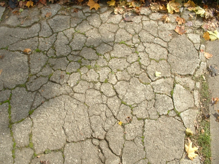 the street and pavement covered in grass and leaves