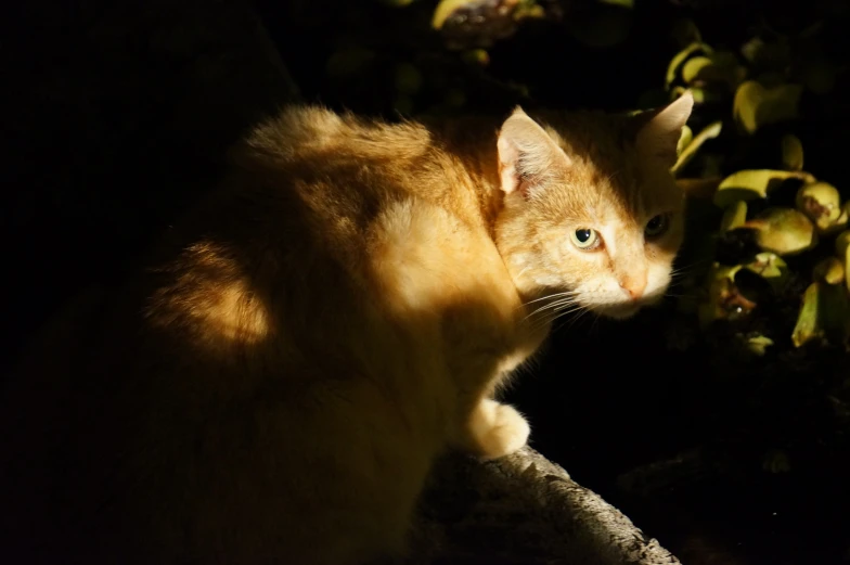 a orange cat looking to its left while sitting on some leaves