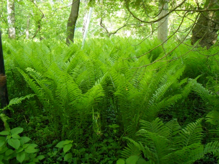 there is some very green plants on the grass