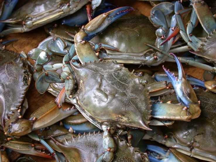 many blue crabs on the table are shown here