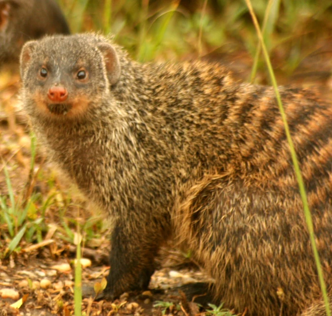 a brush - like animal standing in a grassy area