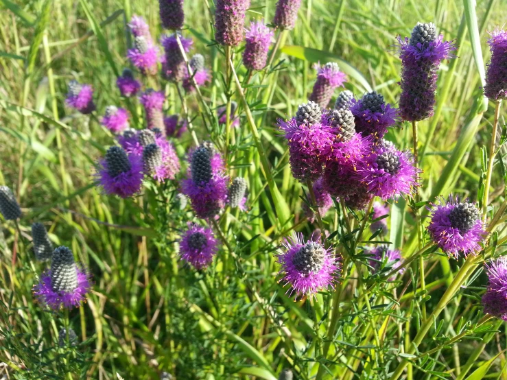 small purple flowers growing in the grass