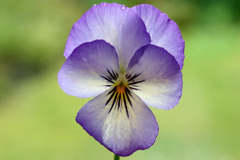 a pretty purple flower with some yellow stamen on it