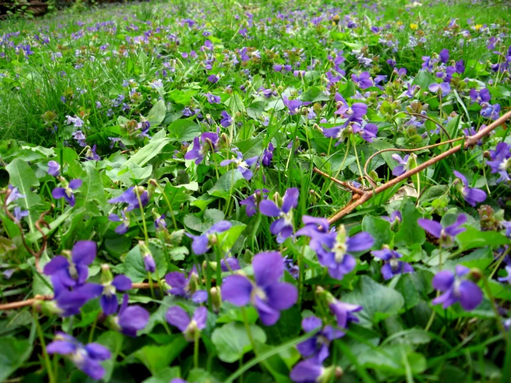 some very pretty purple flowers growing in the grass