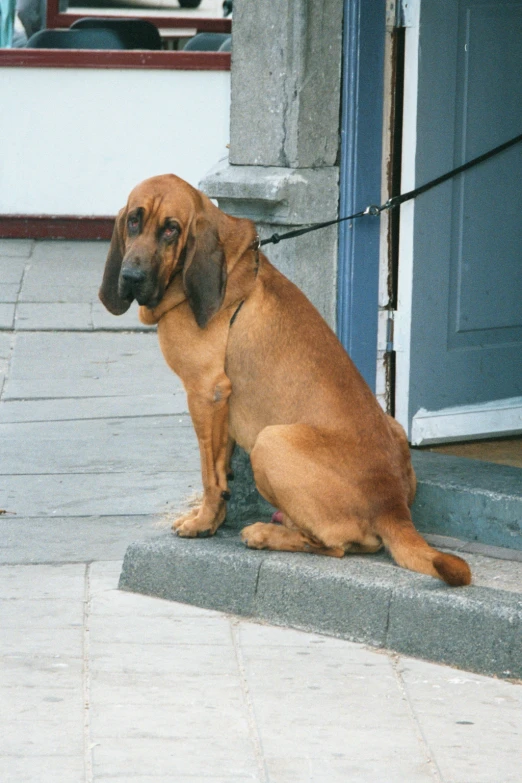 a dog sits on the sidewalk near a door