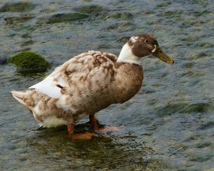 a duck standing in shallow water near an shoreline