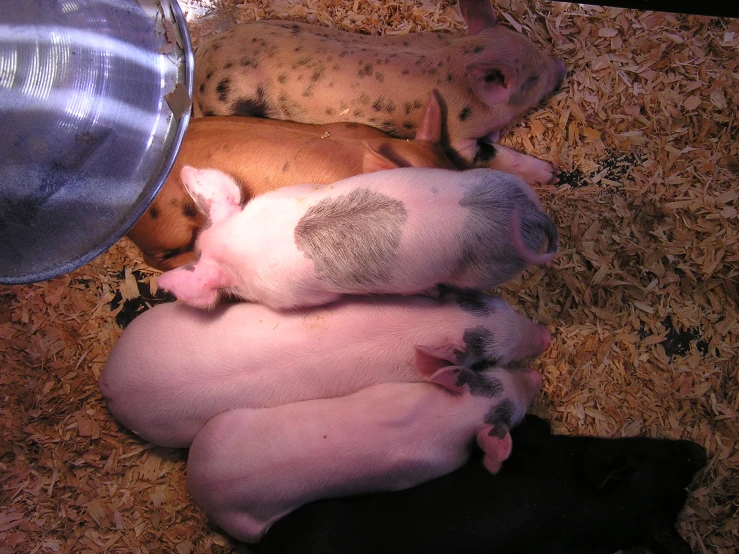 baby pigs and dogs are curled up on some hay