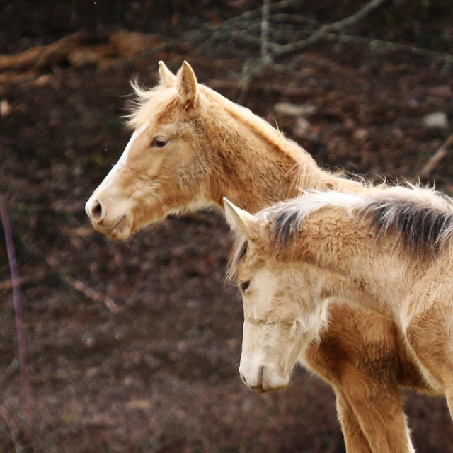 two small brown and white horses standing next to each other