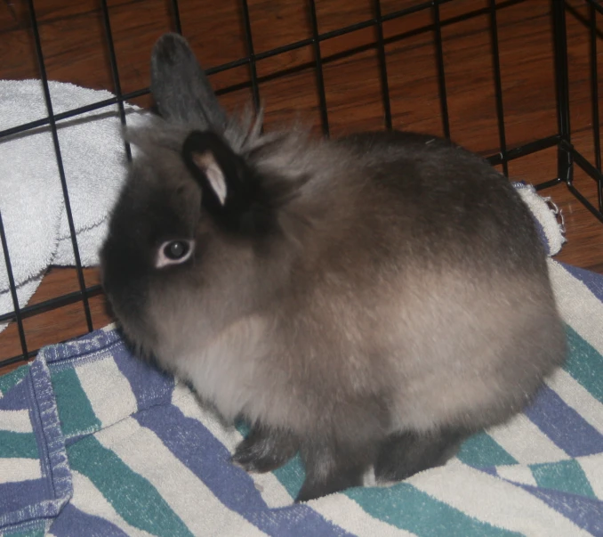 a close up of a rabbit on a blanket near a cage