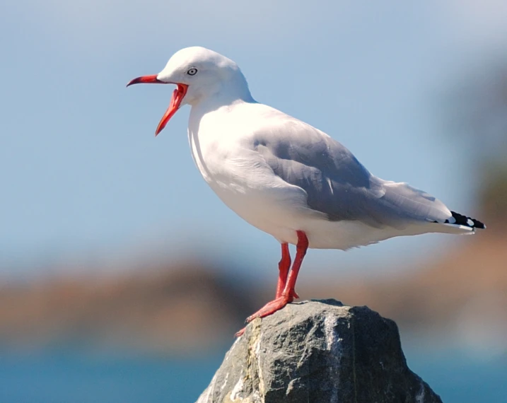 a seagull is sitting on a rock by the water