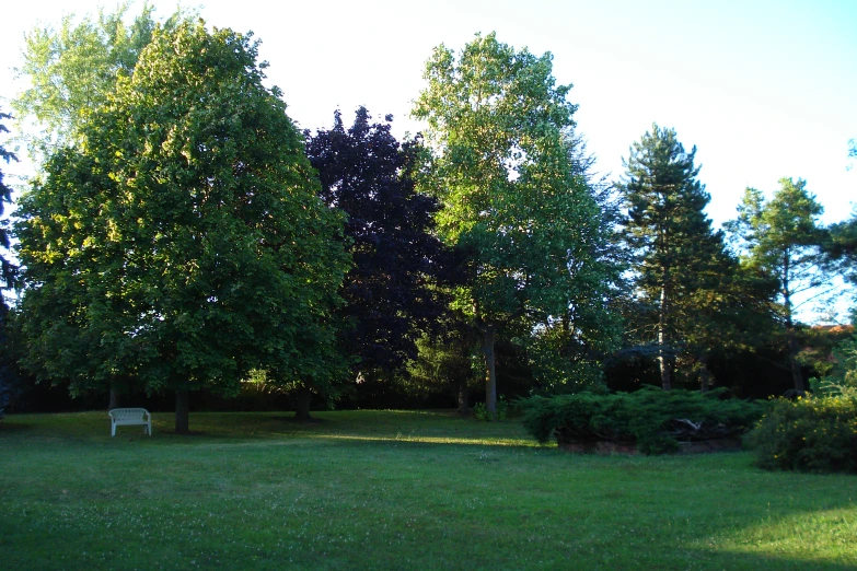 a lawn area with lots of trees and bushes