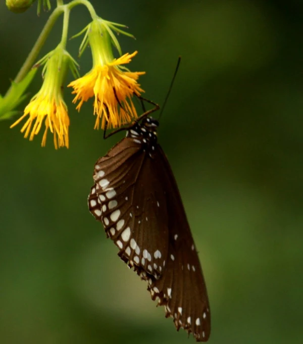 a close up of a small brown erfly on a flower