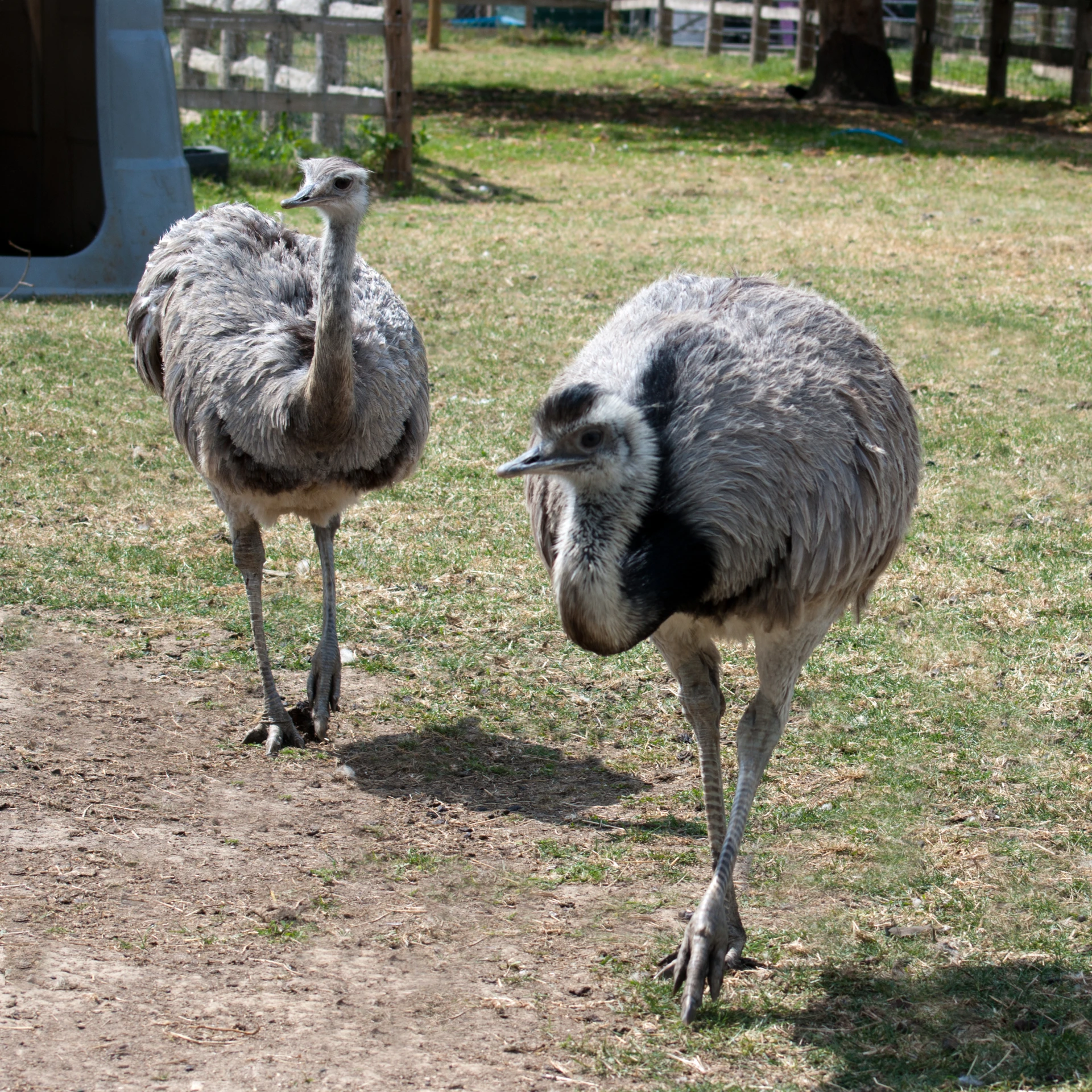 two ostriches walk through an enclosed area