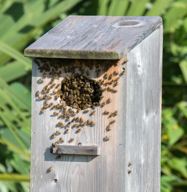 a wooden feeder filled with bees near a bush