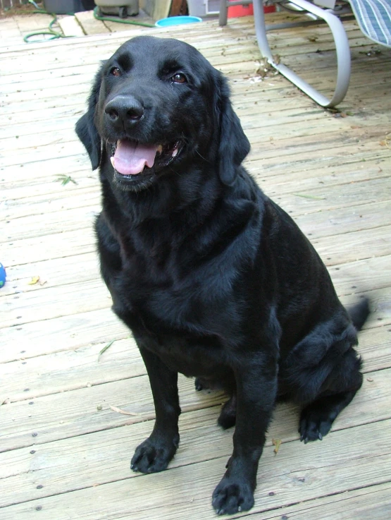 a black dog sits on a wooden deck