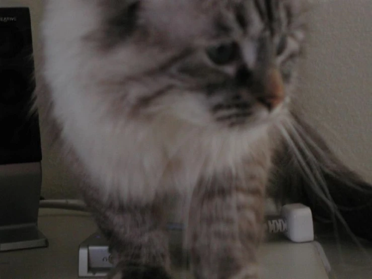 a cat standing on a table next to a remote