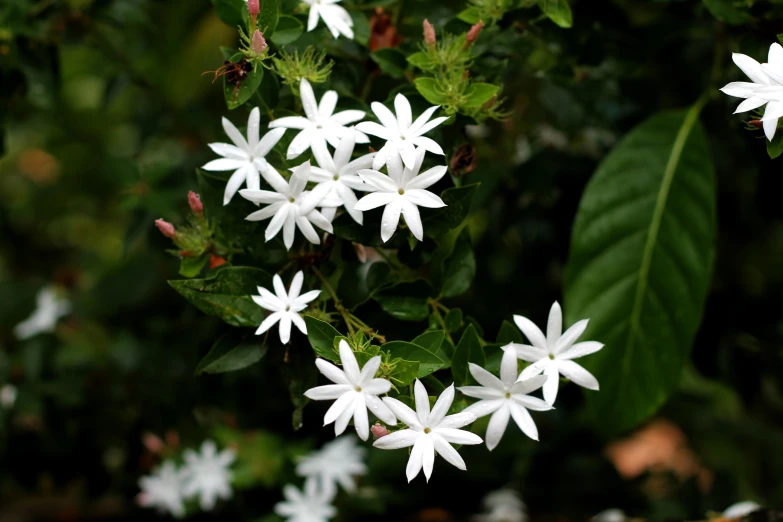 white flowers with large green leaves surrounding them