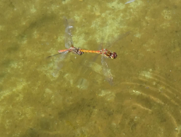 a dragonfly is in the middle of a body of water